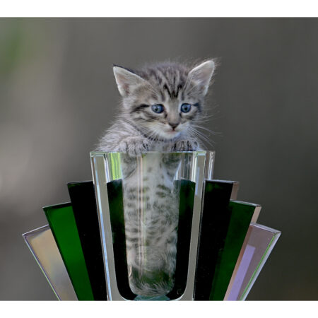 Kitten with an attitude! Video