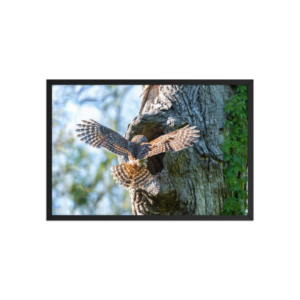 Barred Owl! Framed poster