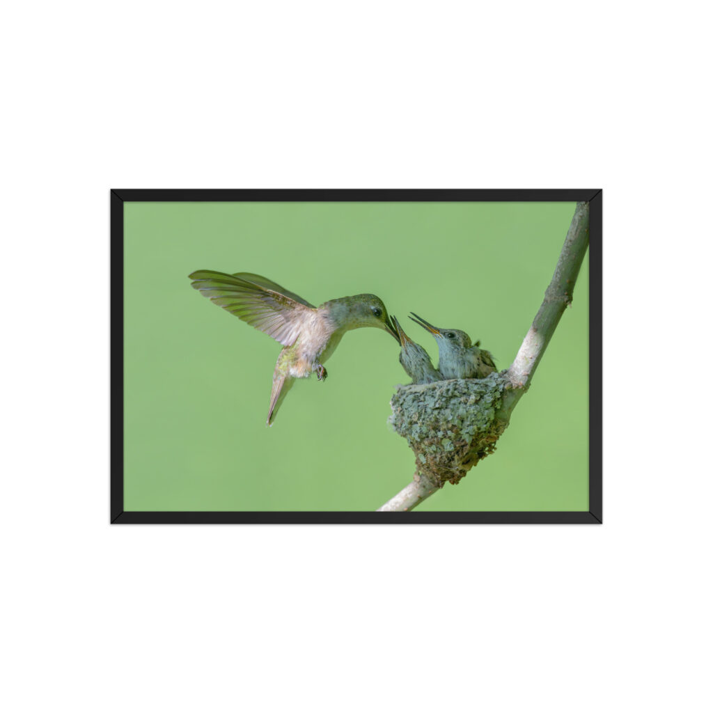 Hummingbird! Framed poster