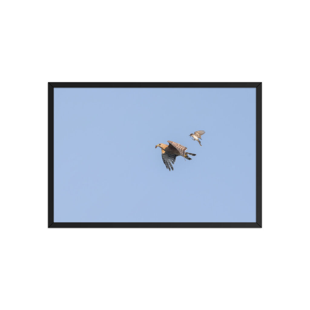Eastern kingbird after Red-shouldered hawk! Framed poster