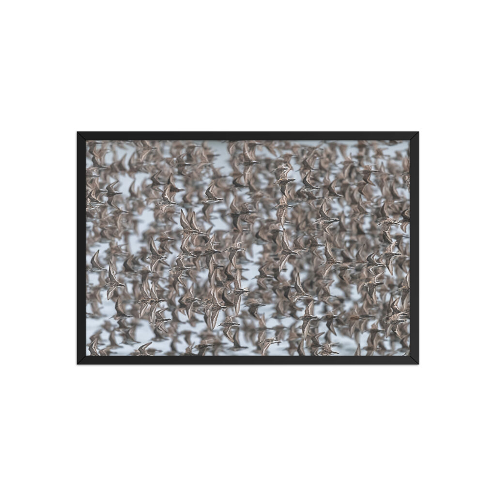 Feathered Symphony! Framed poster