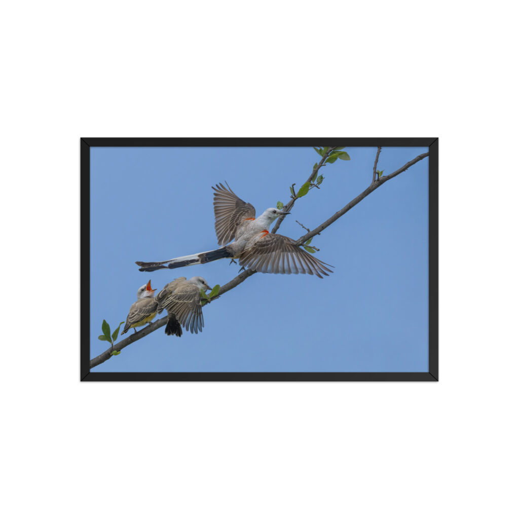 Male Scissor-tailed flycatcher with babies! Framed poster