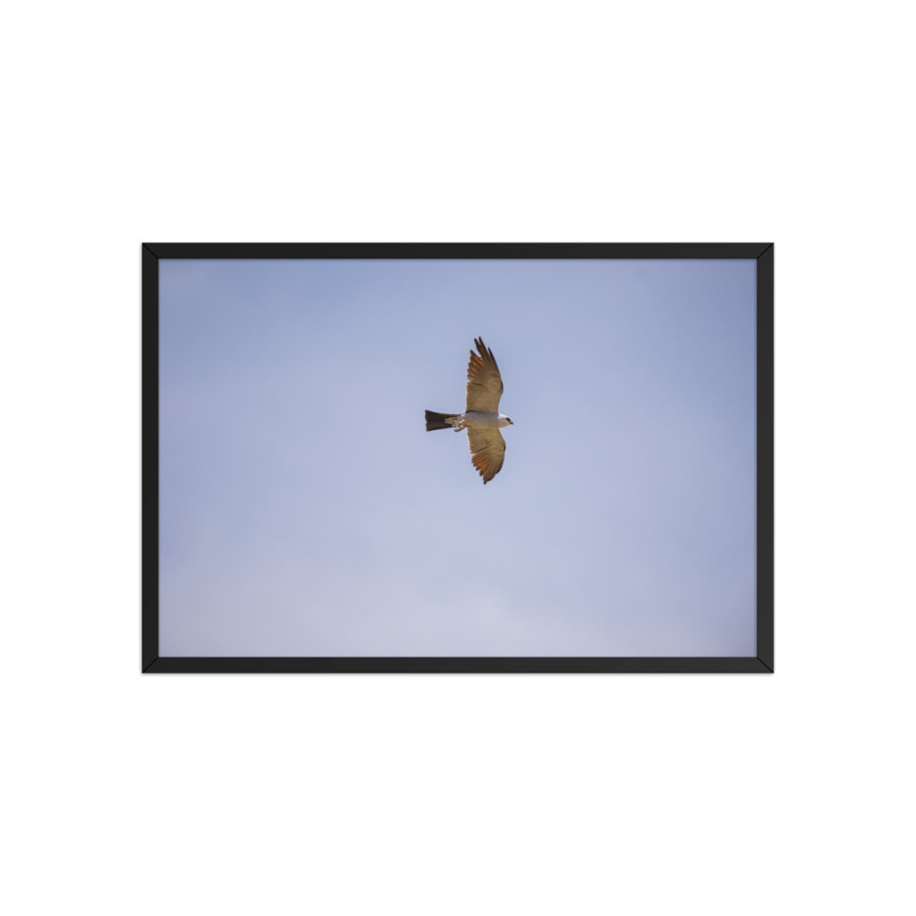 Mississippi kite! Framed poster
