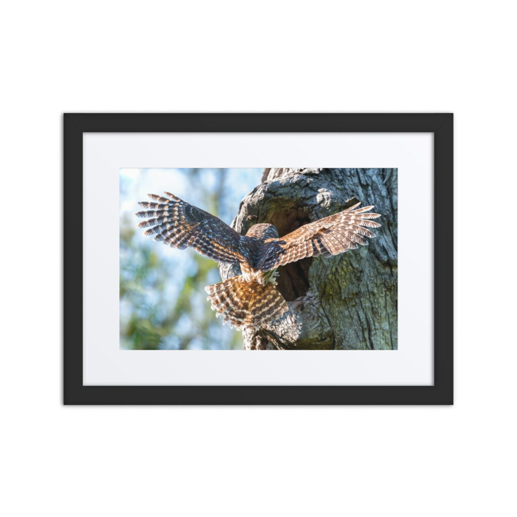 Barred Owl! Framed poster