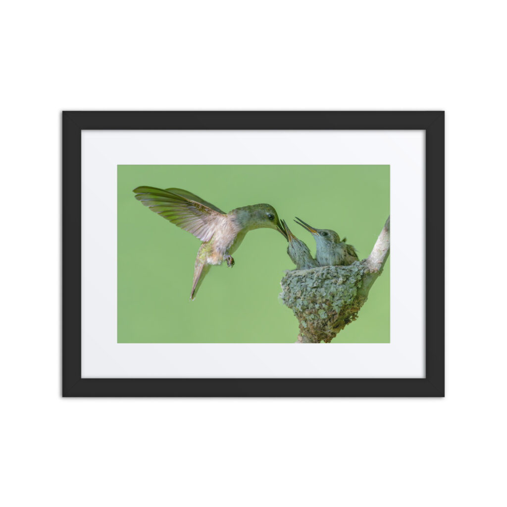 Hummingbird! Framed poster