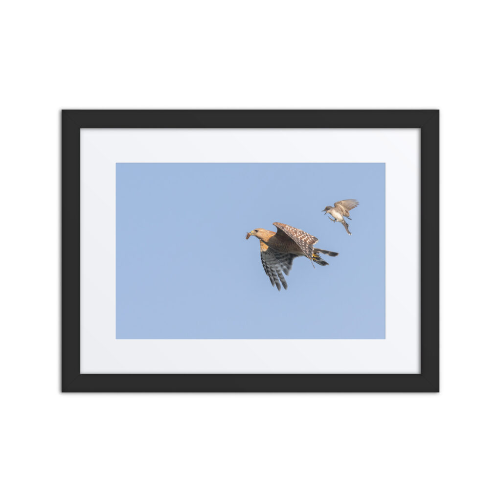 Eastern kingbird after Red-shouldered hawk! Framed poster