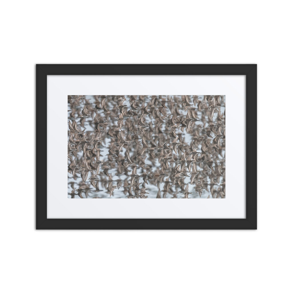 Feathered Symphony! Framed poster