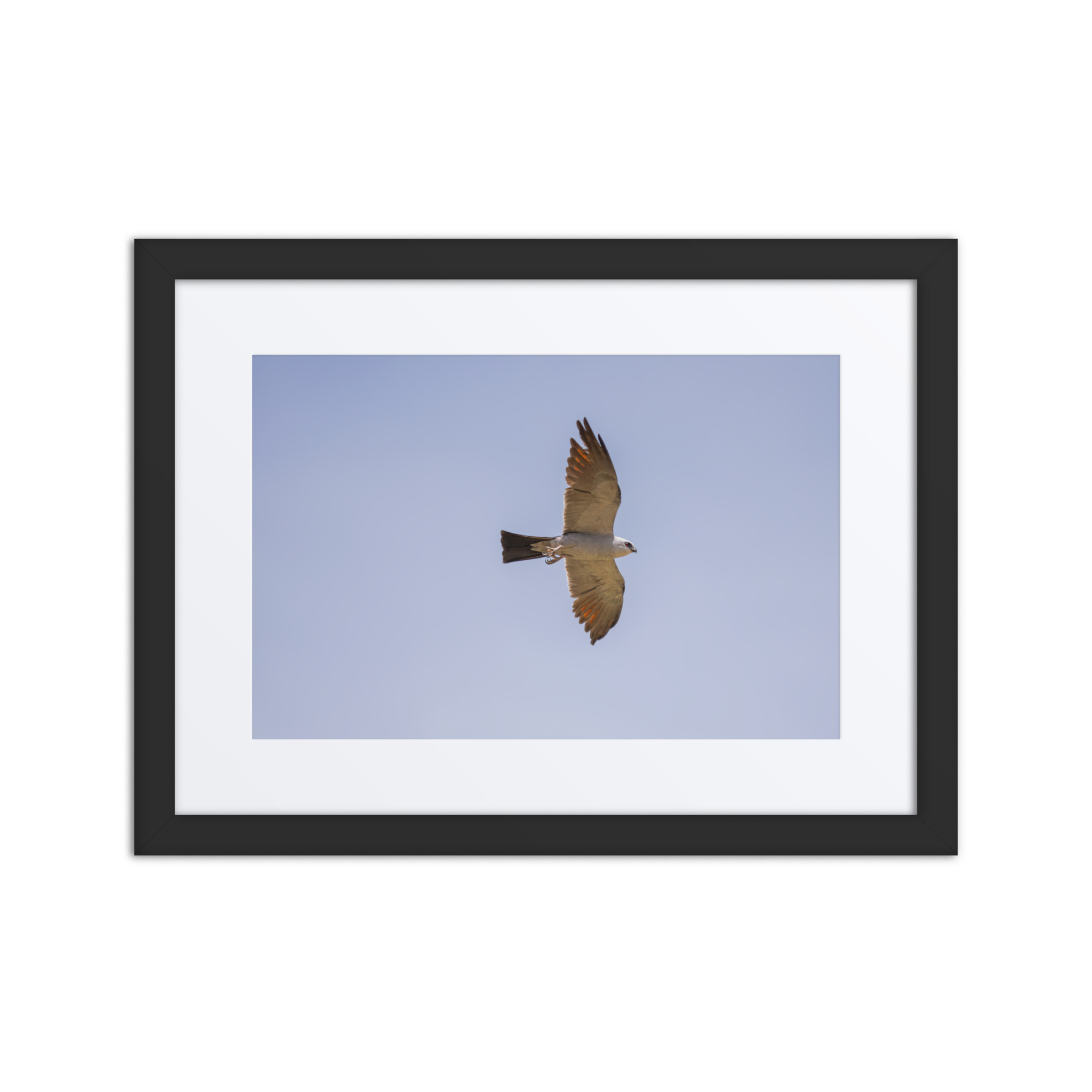 Mississippi kite! Framed poster