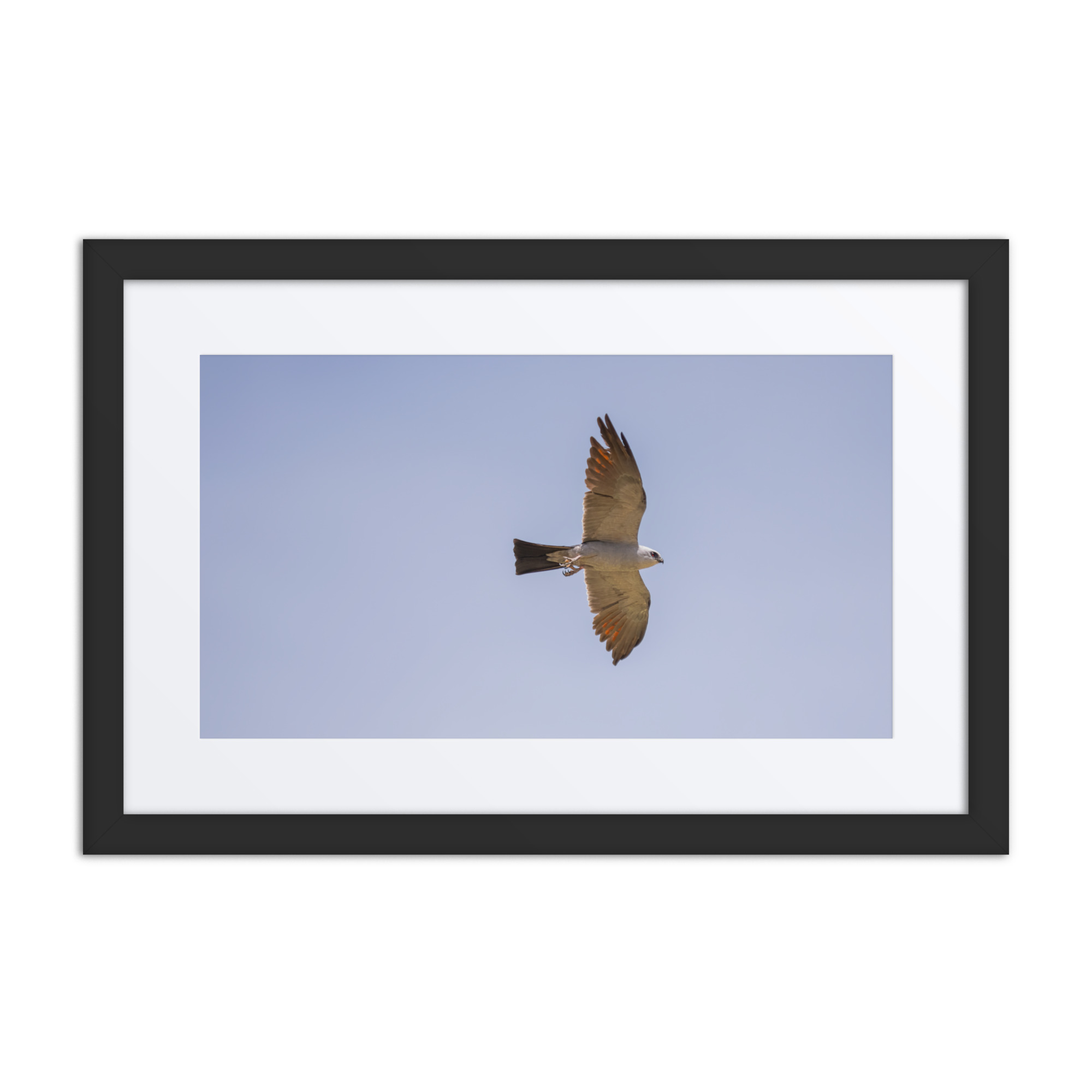 Mississippi kite! Framed poster - Image 2