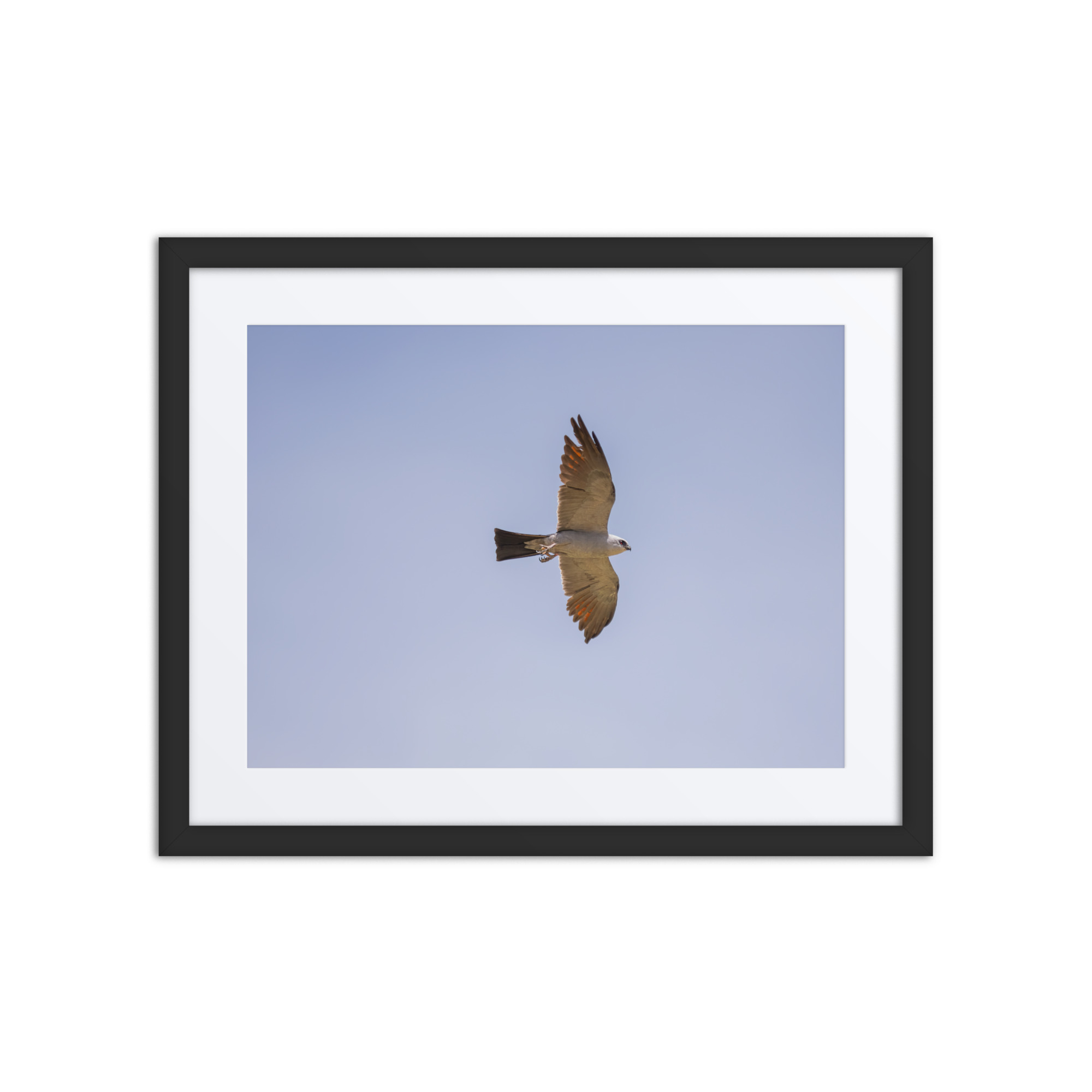 Mississippi kite! Framed poster - Image 3