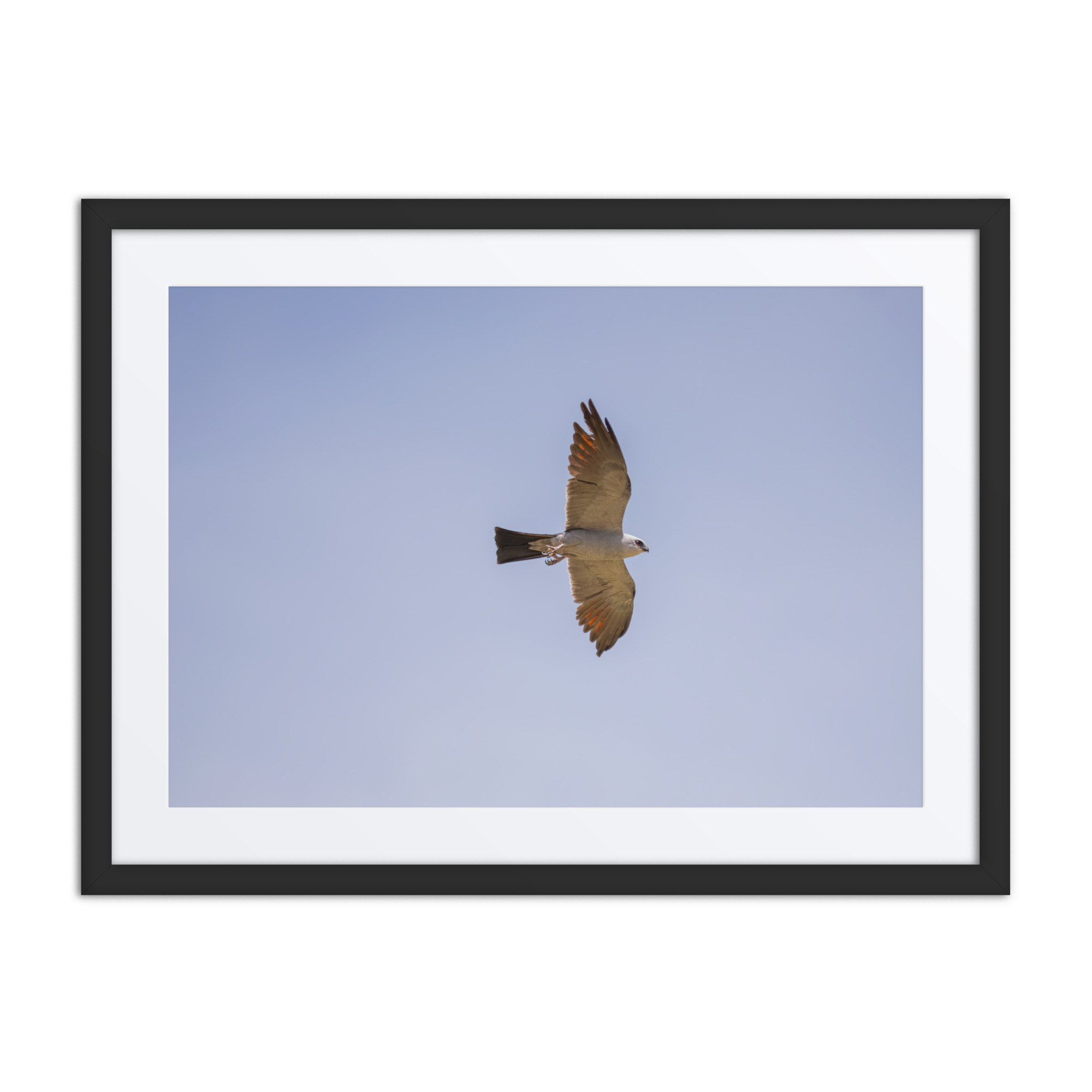 Mississippi kite! Framed poster - Image 4