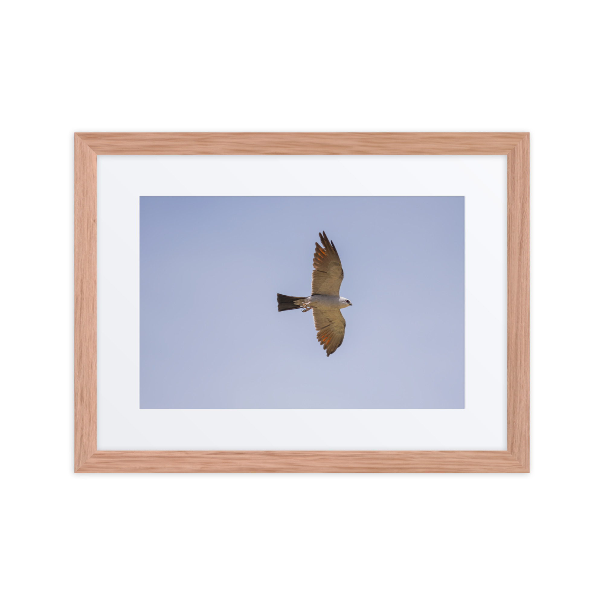 Mississippi kite! Framed poster - Image 5