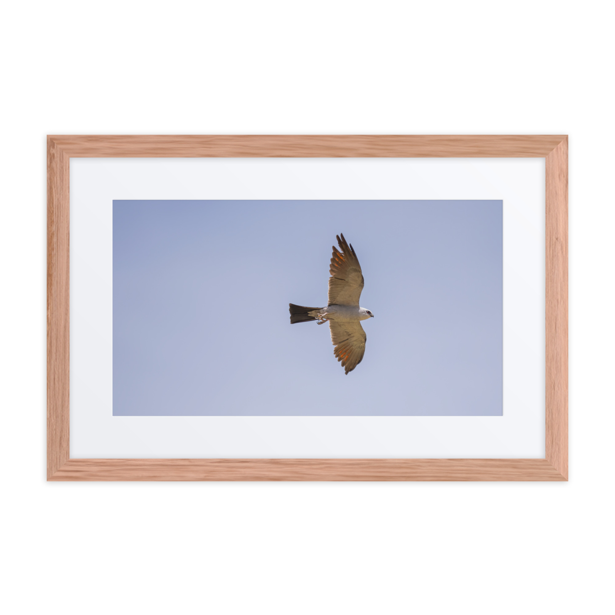 Mississippi kite! Framed poster - Image 6