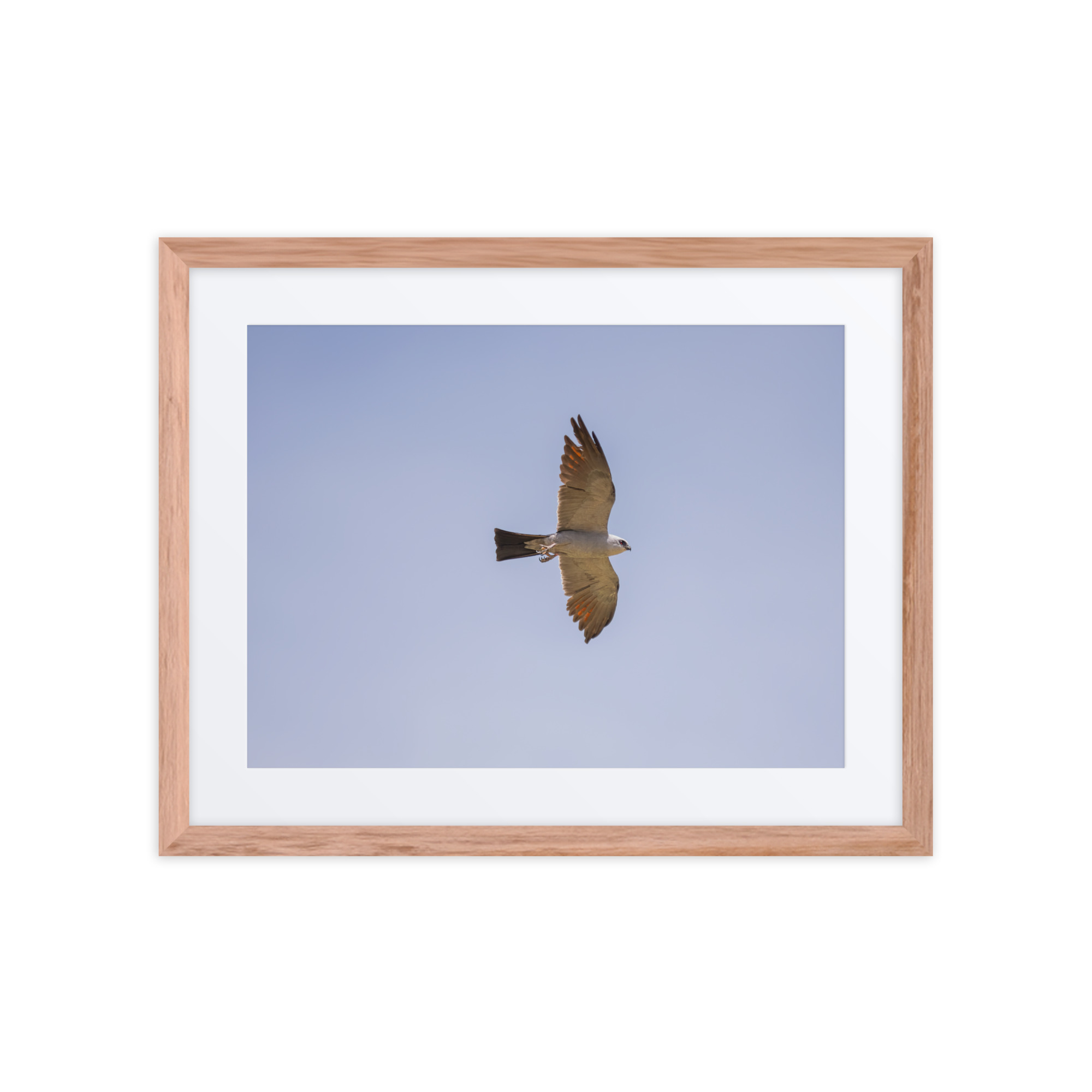Mississippi kite! Framed poster - Image 7