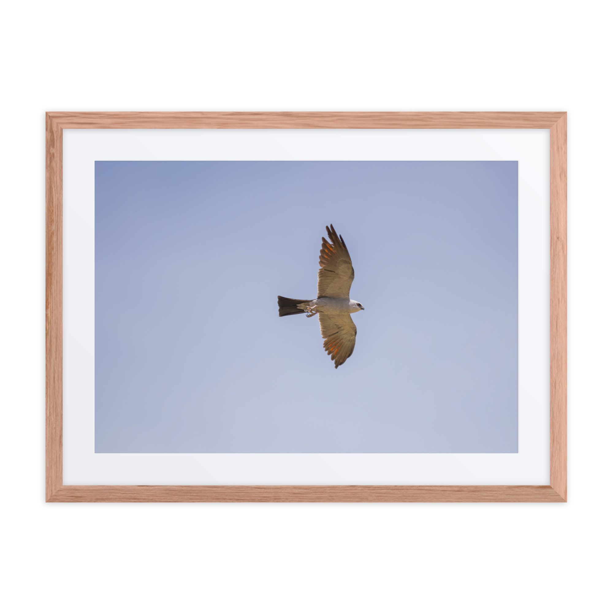 Mississippi kite! Framed poster - Image 8