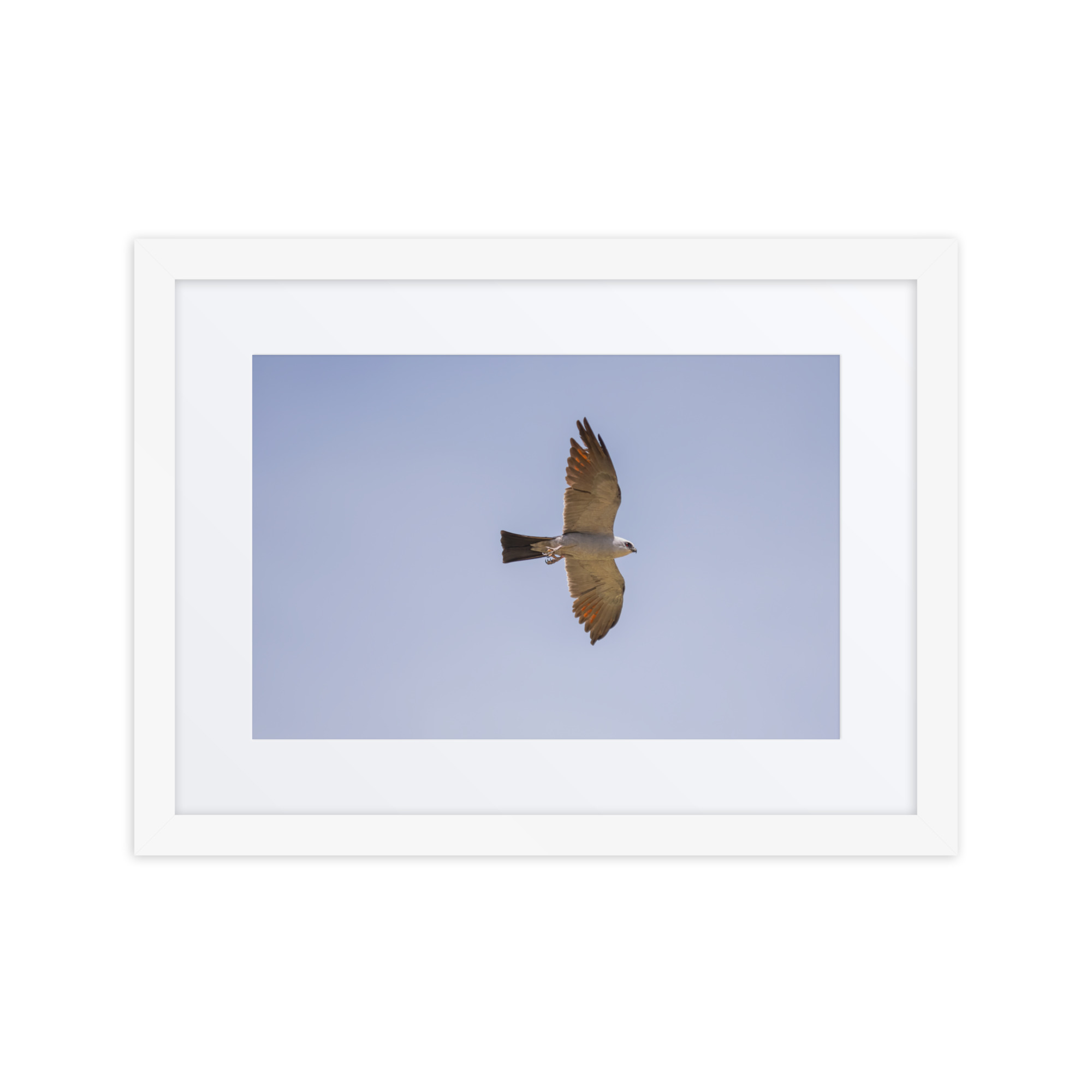 Mississippi kite! Framed poster - Image 9