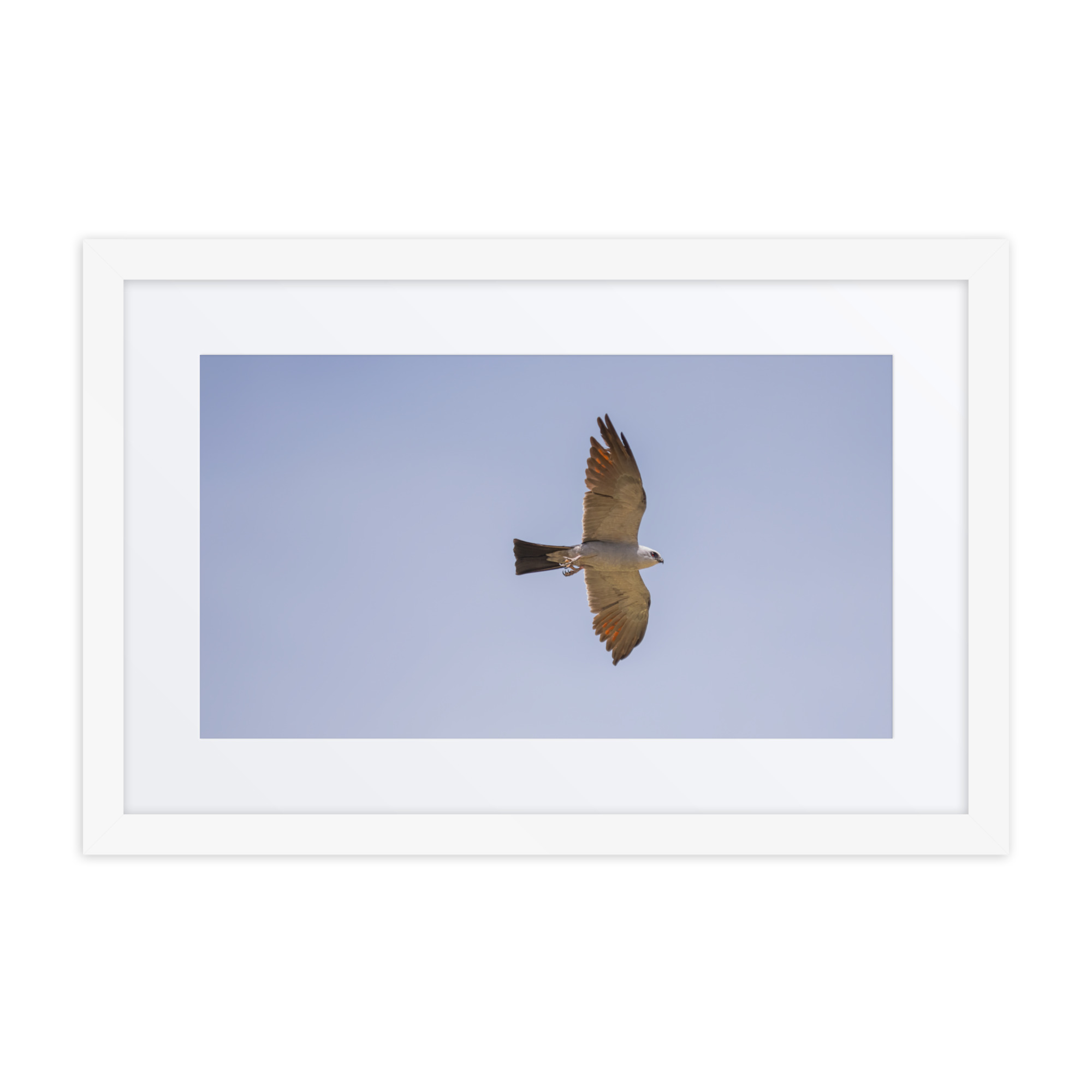 Mississippi kite! Framed poster - Image 10