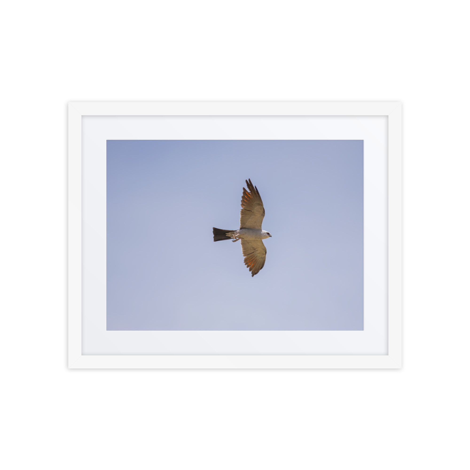 Mississippi kite! Framed poster - Image 11