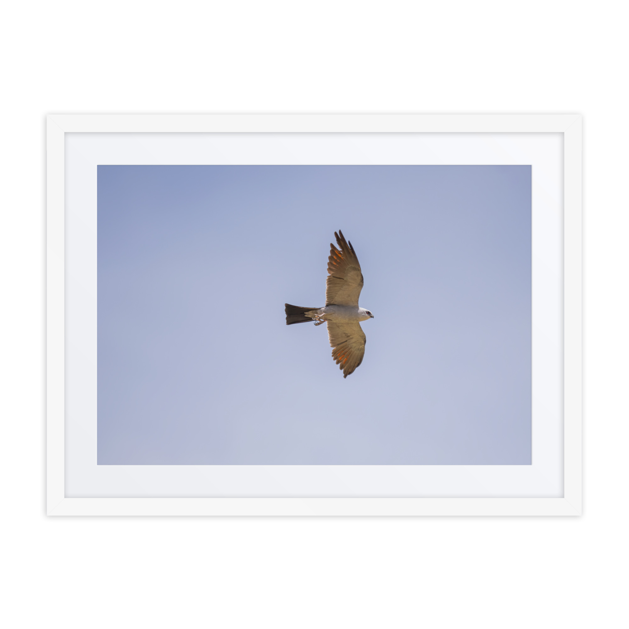 Mississippi kite! Framed poster - Image 12