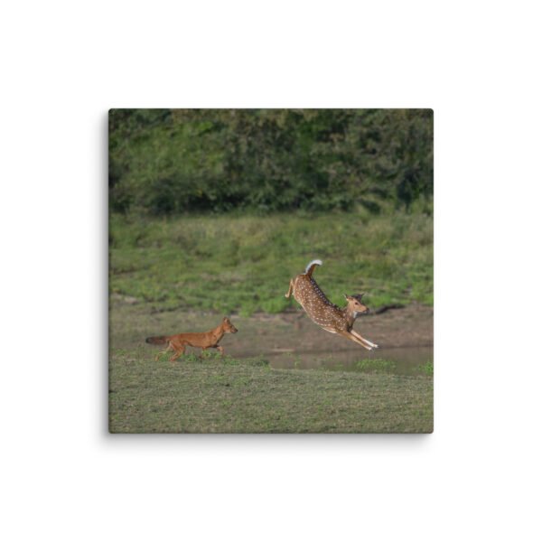 Running away from dhole! Canvas - Image 2