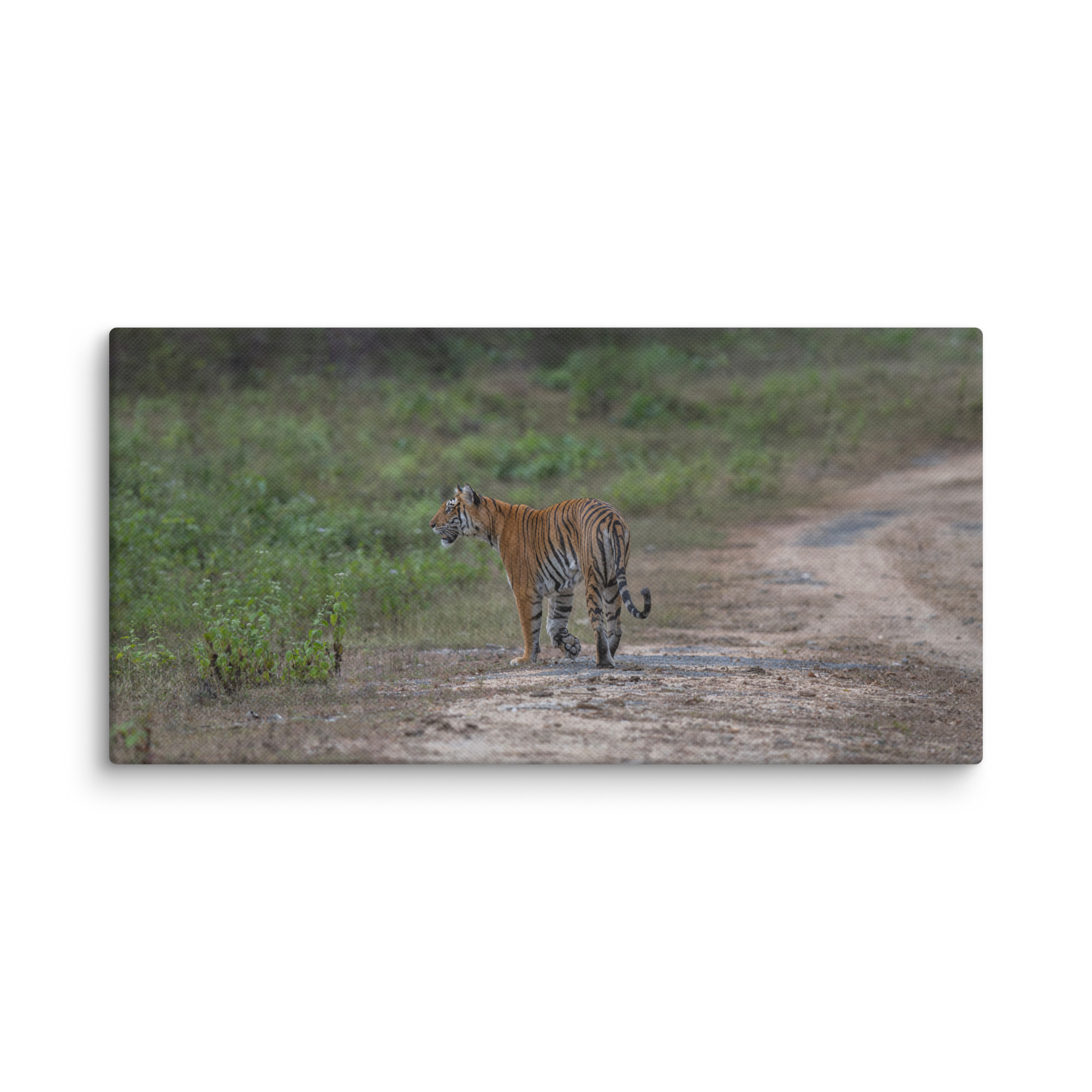 Tiger! Canvas - Image 3