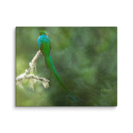 Resplendent Quetzal! Canvas