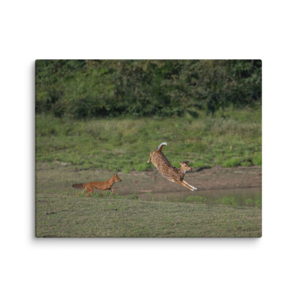 Running away from dhole! Canvas - Image 4
