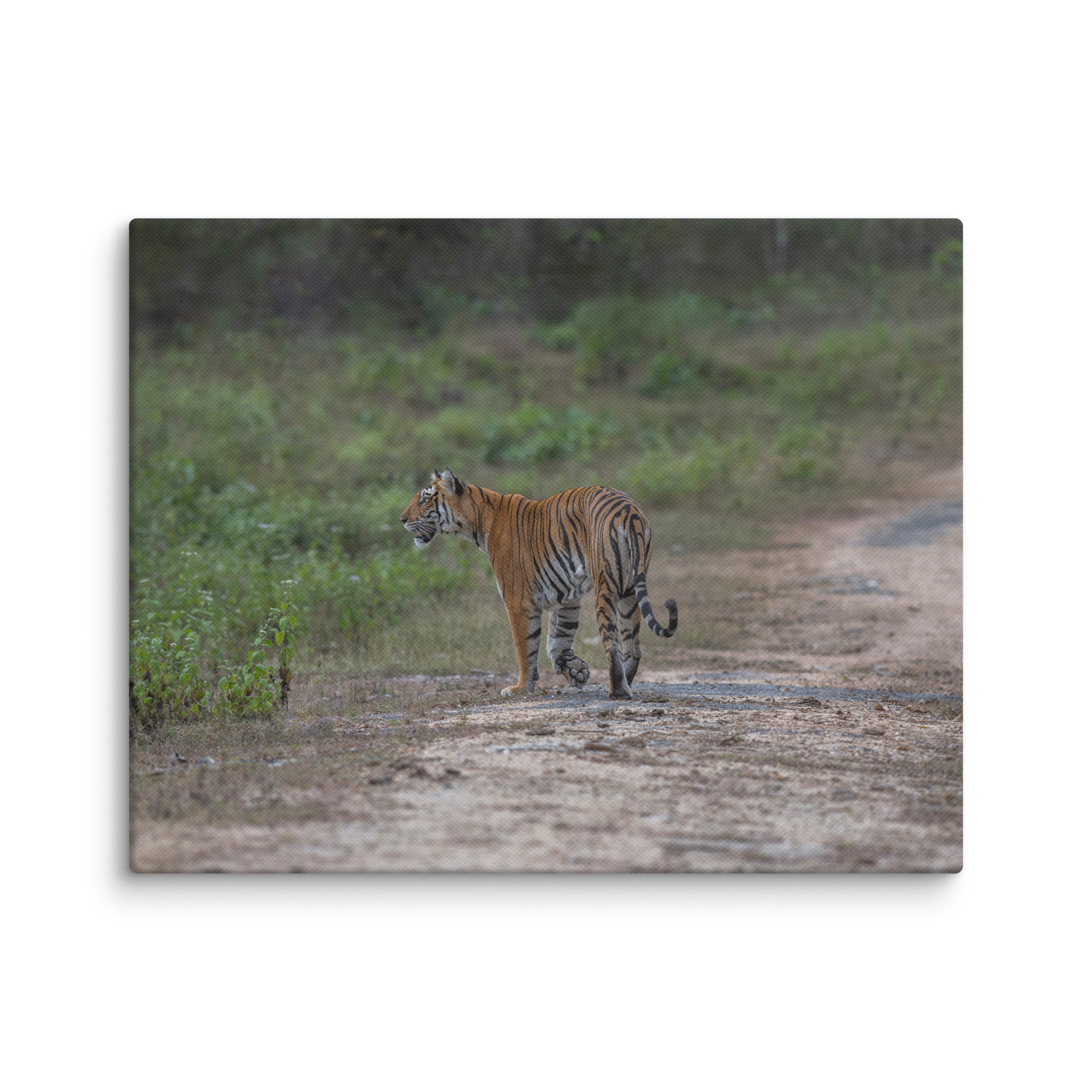 Tiger! Canvas - Image 4