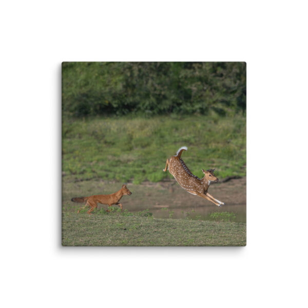 Running away from dhole! Canvas - Image 20
