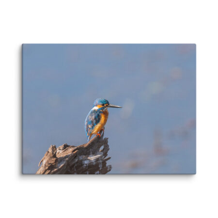 Common kingfisher! Canvas