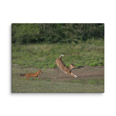 Running away from dhole! Canvas