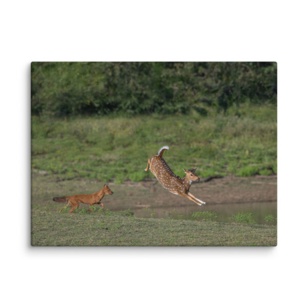 Running away from dhole! Canvas