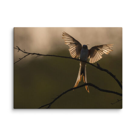 Scissor Tailed Flycatcher! Canvas