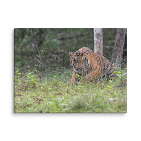 Tiger! Canvas