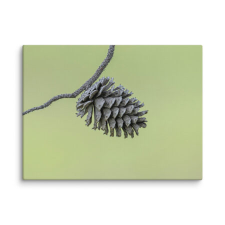 Pine Cone! Canvas