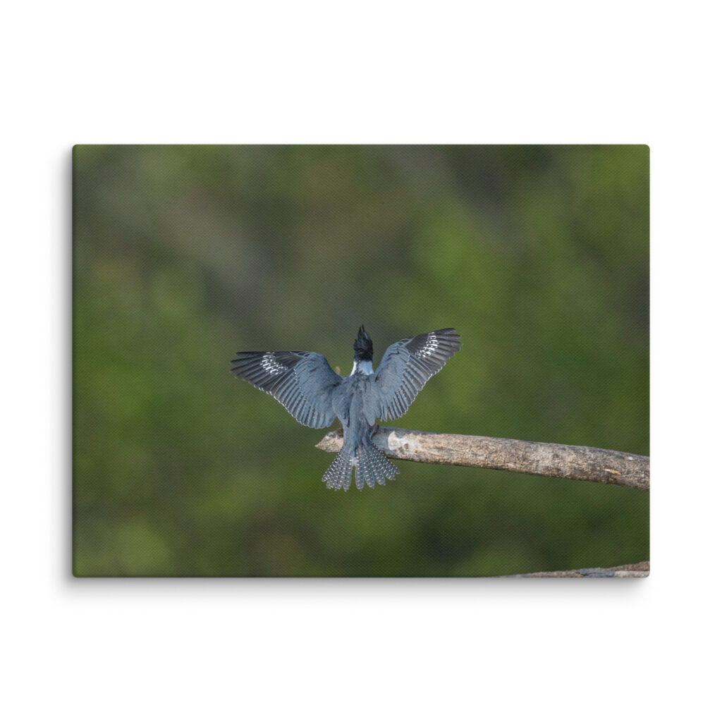 Belted Kingfisher! Canvas