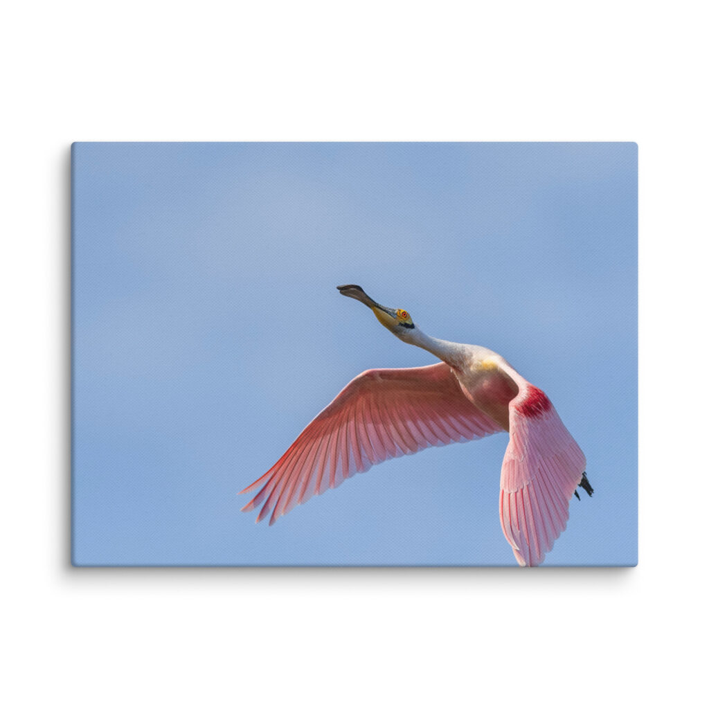 Shooting Star! Canvas