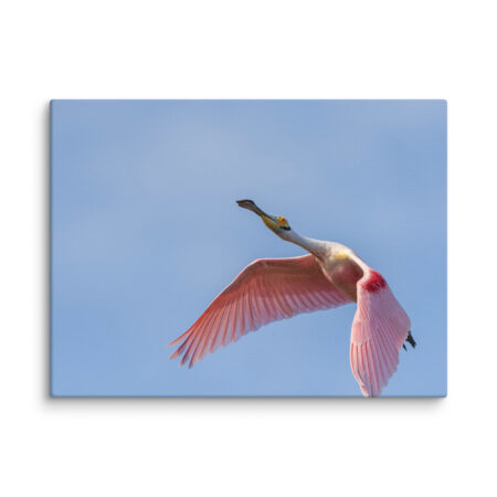 Shooting Star! Canvas