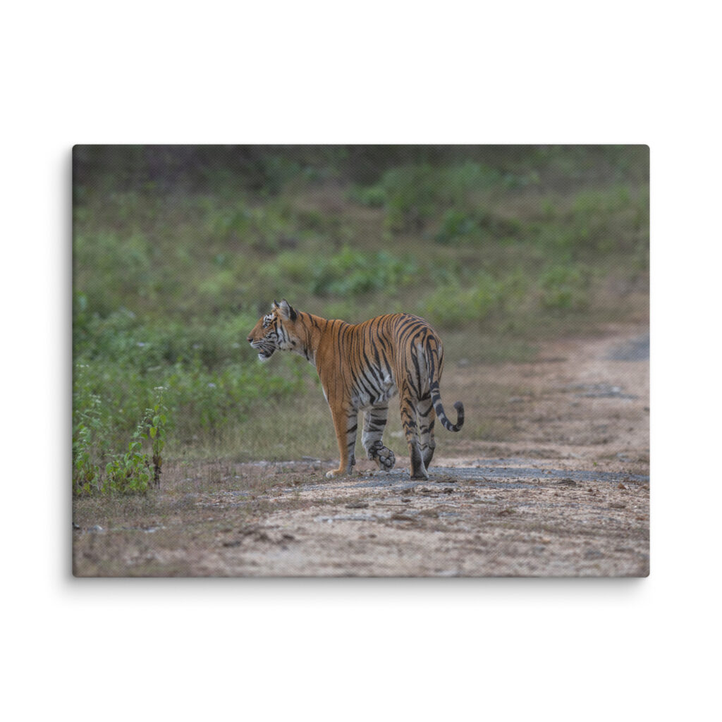 Tiger! Canvas
