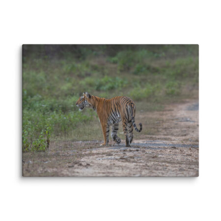 Tiger! Canvas