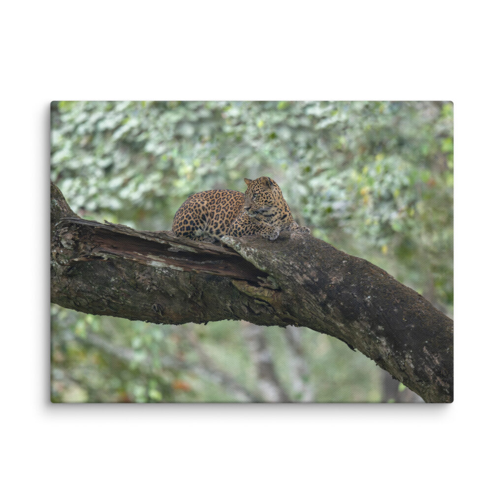 Leopard! Canvas