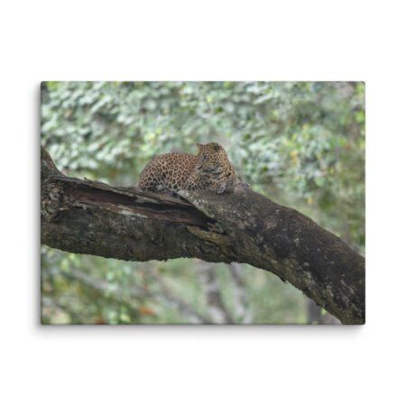 Leopard! Canvas