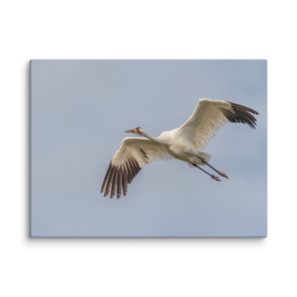 Whooping crane! Canvas