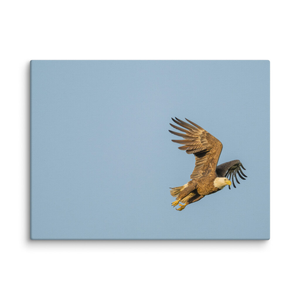 Blue Sky Bald Eagle! Canvas