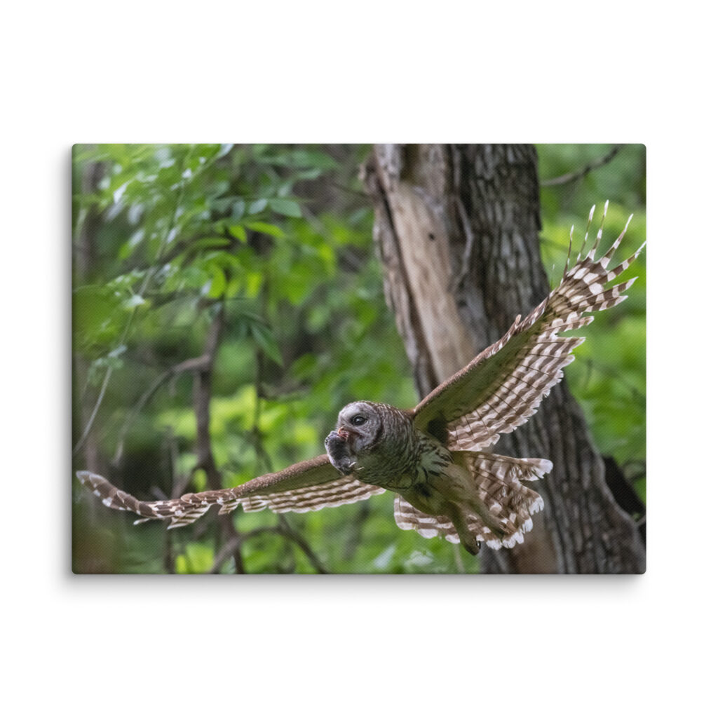Barred Owl spreading its wings! Canvas