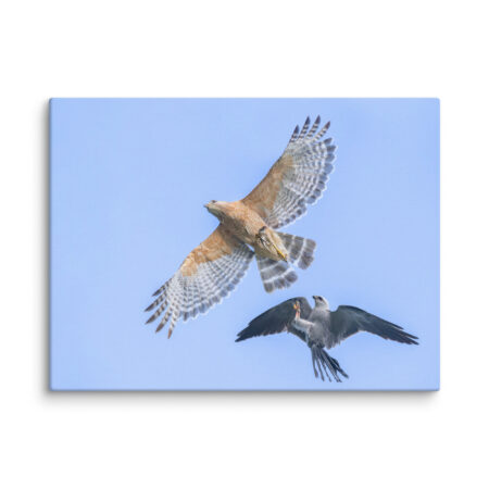 Red-shouldered hawk fighting with Mississippi kite! Canvas