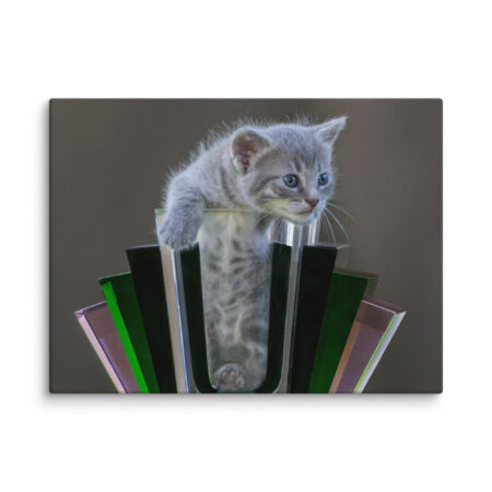 Gray Kitten! Canvas
