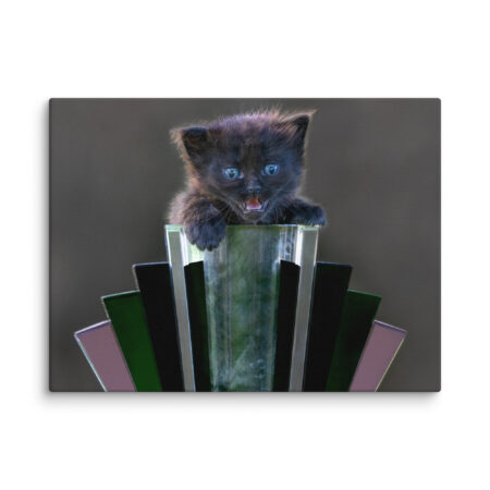 Kitten with Blue Eyes! Canvas
