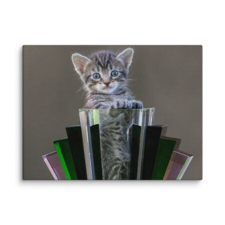 Surprised Kitten! Canvas