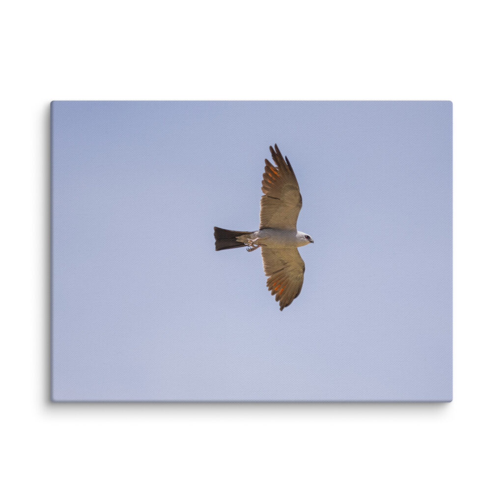 Mississippi kite! Canvas
